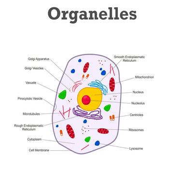 Biology: Cell Organelles and their Functions